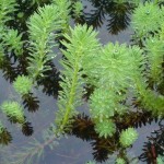 la plante que je cherche myriophyllum aquatique
