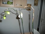 Orchidée 2.jpg