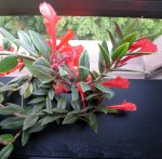 plante