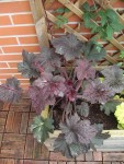 Frosted Violet aujourd'hui