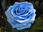 rose bleu.jpg