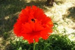 Pavot (2) small.JPG