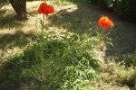 Pavot (3) small.JPG