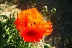 Pavot (1) small.JPG