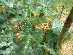 courgette.jpg