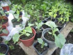 Melons, Pastèques et poivrons