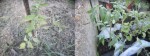 Tomates pleine terre / Chassis