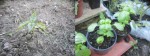 Basilic pleine terre / Chassis