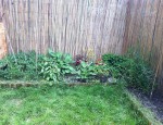 Jardin tomates.jpg