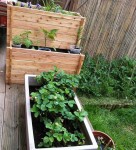 Jardin fraises.jpg