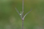 DSC_0742 2.jpg