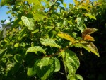 Arbuste qui pousse tout près de la haie, pas de traces de bourgeons floraux.