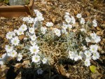 La même plante à fleurs blanches.