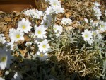 Petite plante à fleurs blanches, feuilles fines et duveteuses. Les racines semblent être superficielles et peut-être traçantes.
