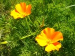 La même plante à fleurs orange.