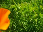 Petite plante à fleurs orange, il y en a plusieurs qui sont &quot;apparues&quot; à divers endroits du jardin. Elle semble donc assez envahissante mais est facile à enlever.