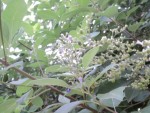 fleurs et graines