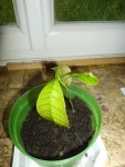 mangue