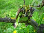 IMG_2608bis.jpg
