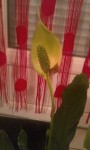 spathiphyllum