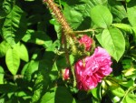 IMG_0126.JPG