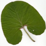 Grosse-Feuille-1.jpg