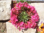 100_1182.jpg