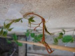 DSC03679.JPG