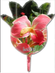 tulipe_canna_lolita.png