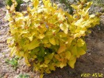 01 06 2013 Hypericum inodorum 'Golden Beacon' (Copier).jpg