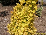 04 06 2013 BERBERIS thunbergii GOLDEN TORCH (Copier).jpg