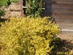 04 06 2013 Troène de Californie doré Ligustrum ovalifolium 'Lemon & Lime' (Copier).jpg