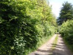 Chemin menant au bois.jpg