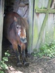 le lever du poney.jpg