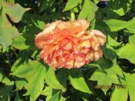 pivoine cbre x.jpg