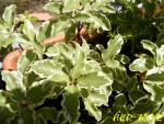 pittosporum tenuifolium.jpg