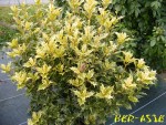 Osmanthus heterophyllus 'Tricolor'.jpg