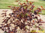 Physocarpus opulifolius diable d'or mindia.jpg