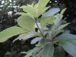 les feuilles arrondies