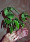 IMG_1453.jpg