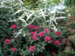 Un coin que j'adore à cette époque-ci. En fin d'été le Pyracantha prendra une teinte orange, le Weigelia fleurit très longtemps et le cotonéaster c'est en hiver qu'il se recouvre de baies rouges. Il va y avoir de la taille à faire, ça commence à trop s'enchevêtrer mais c'est ce que j'aime, ce côté sauvage, naturel