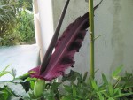 IMG_0354.JPG