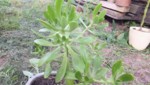 crassula.jpg