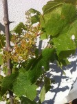 IMG_1782.JPG
