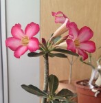adenium fleur 2.JPG