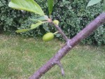 prune 8 juin.jpg