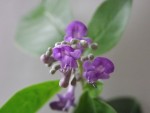 fleurs mauve.JPG