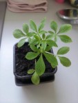 20130605_1800113.jpg