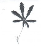 Nom de cette plante à fleurs 001.jpg