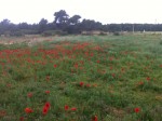 terrain AVANT avec ses beaux coquelicots !